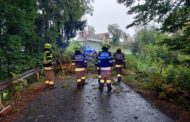 Baum über die Straße in Krumegg